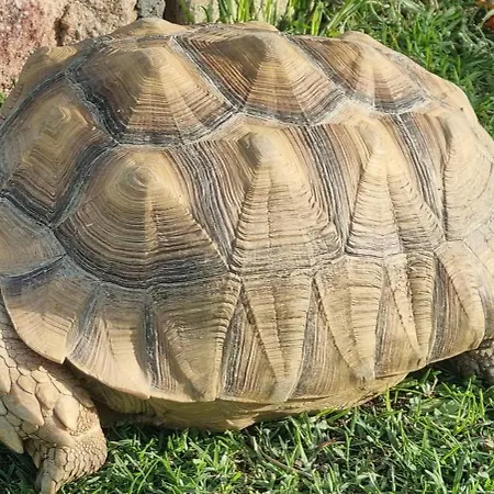 Racha Rachel, Сasa de vacaciones