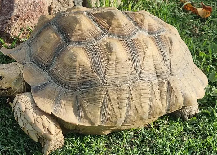 Racha Rachel, Holiday home