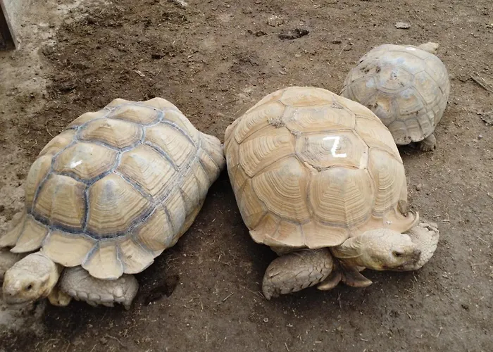 Holiday home Racha Rachel,